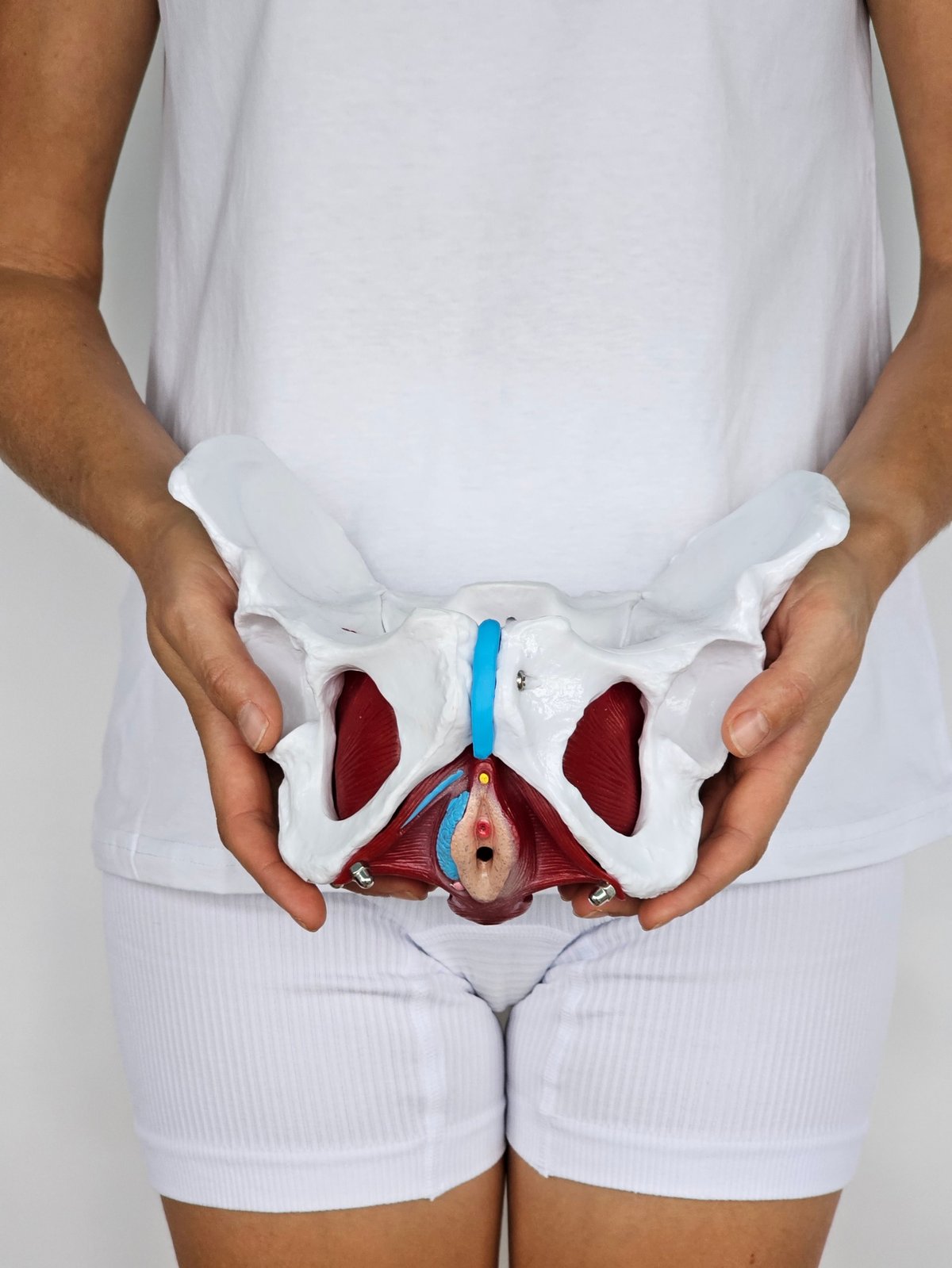 Anatomical model of the female pelvis used for pelvic health physiotherapy education